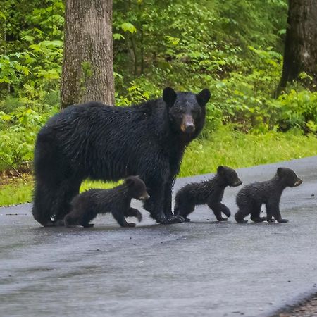 Heavenly Bear, Hot Tub, 1089 Of Free Attraction Tickets For Each Paid Day, Dollywood And More Sevierville Esterno foto
