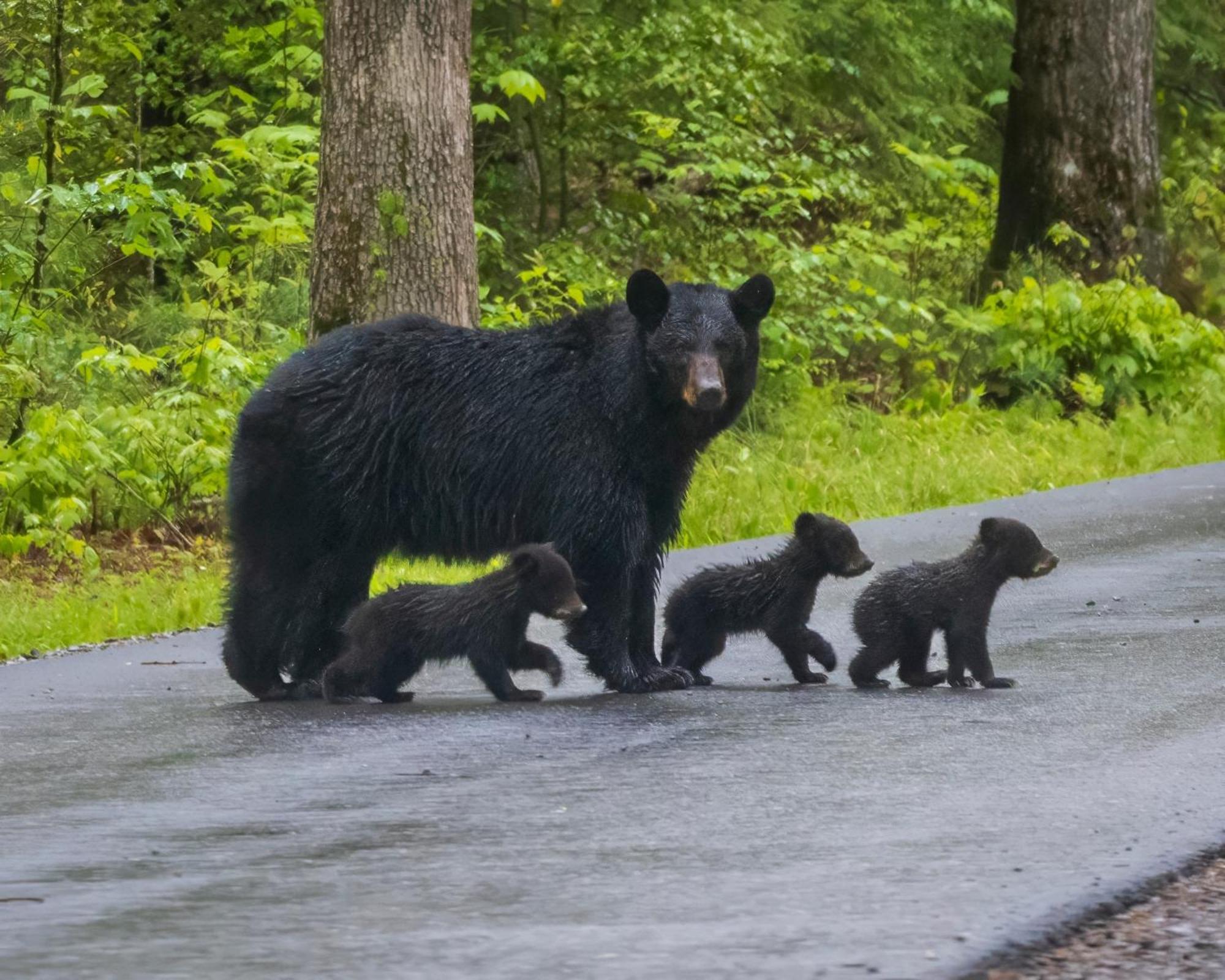Heavenly Bear, Hot Tub, 1089 Of Free Attraction Tickets For Each Paid Day, Dollywood And More Sevierville Esterno foto